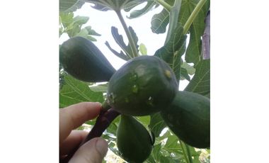 CAMPO DE 2 ¼ has EN SIERRA DE LOS PADRES