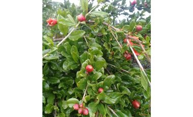 CAMPO DE 2 ¼ has EN SIERRA DE LOS PADRES