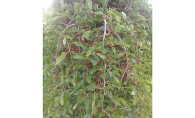 CAMPO DE 2 ¼ has EN SIERRA DE LOS PADRES