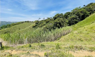Se vende finca productiva en San Roque, Antioquia.