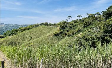 Se vende finca productiva en San Roque, Antioquia.