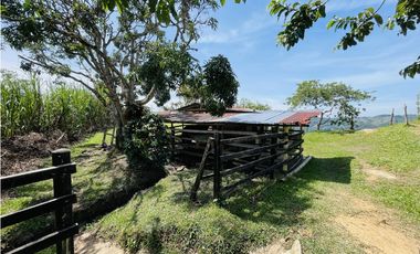 Se vende finca productiva en San Roque, Antioquia.