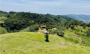 Se vende finca productiva en San Roque, Antioquia.