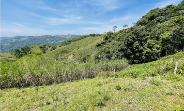 Se vende finca productiva en San Roque, Antioquia.