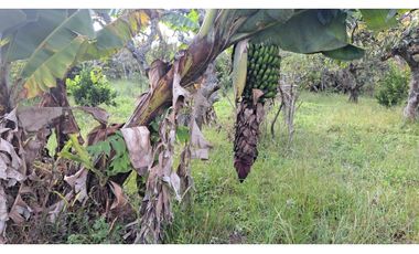 🌳 ¡OPORTUNIDAD ÚNICA  EN CHALTURA!
