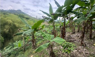 FINCA EN VENTA COMBIA PEREIRA - 3 CASAS