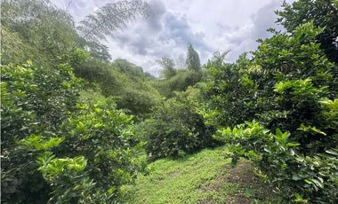 FINCA EN VENTA COMBIA PEREIRA - 3 CASAS