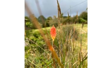 CALERA/ FRAILEJONAL - VENTA!! 4 hbs, 4 bñs,  272.65 mts