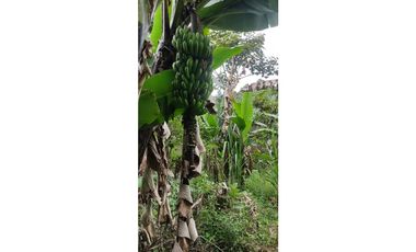 Propiedad en la Zona de Intag