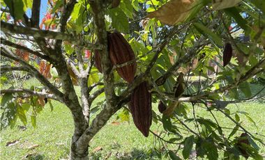 Finca agrícola de 21,5 hectáreas en San Roque, Antioquia