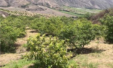 En Mira, se vende un terreno de 10 hectáreas