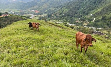 VENTA FINCA GANADERA, SANTIAGO, SANTO DOMINGO – ANTIOQUIA