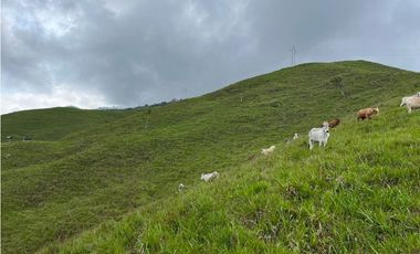VENTA FINCA GANADERA, SANTIAGO, SANTO DOMINGO – ANTIOQUIA