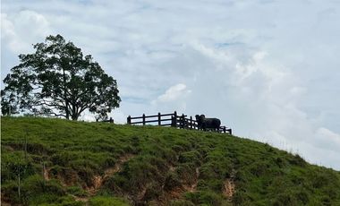 VENTA FINCA GANADERA, SANTIAGO, SANTO DOMINGO – ANTIOQUIA
