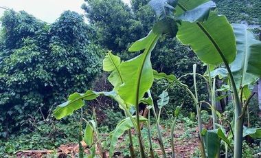 Terreno / Lote en venta de 620m2 ubicado en Adrogué