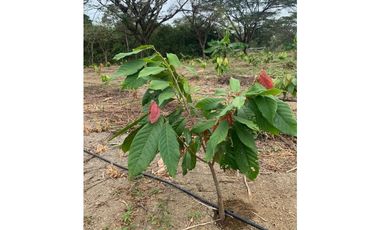 En Venta Finca de 19.55 Hectáreas vía Chone - Quito