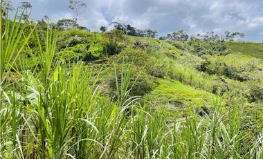 Se vende finca de 7 Hectáreas en San Roque, Antioquia