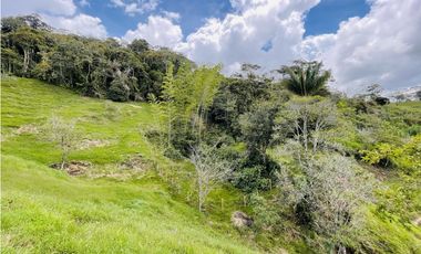 Se vende finca de 7 Hectáreas en San Roque, Antioquia