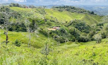 Se vende finca de 7 Hectáreas en San Roque, Antioquia