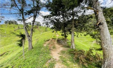 Se vende finca de 7 Hectáreas en San Roque, Antioquia