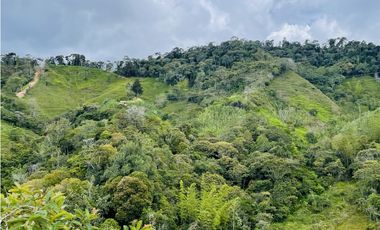 Se vende finca de 7 Hectáreas en San Roque, Antioquia