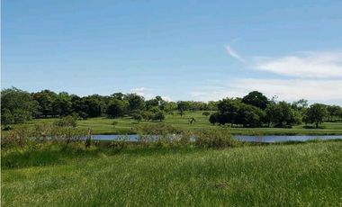 Se vende 53 hectareas de tierra entre buenavista y la apartada