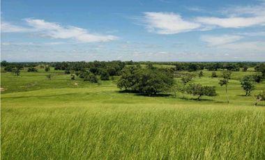 Se vende 53 hectareas de tierra entre buenavista y la apartada