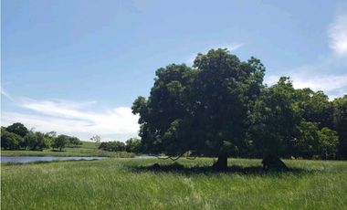 Se vende 53 hectareas de tierra entre buenavista y la apartada