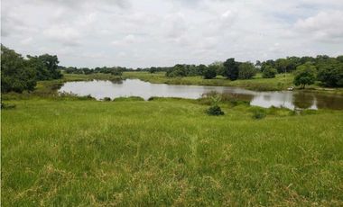 Se vende 53 hectareas de tierra entre buenavista y la apartada