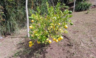 Vendo Casa Campestre en El Alto del Choco - Vía Marinilla  El Peñol