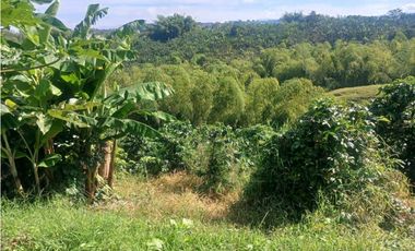 Finca cafetera con casa tipica antioqueña en filandia