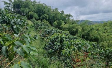 Finca cafetera con casa tipica antioqueña en filandia