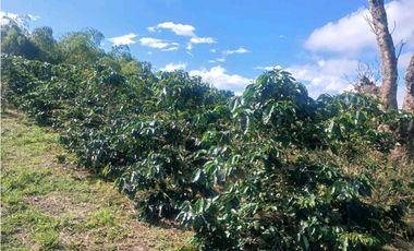 Finca cafetera con casa tipica antioqueña en filandia