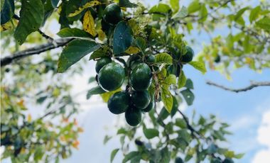 Vendo casa campestre en Santo Domingo, Antioquia