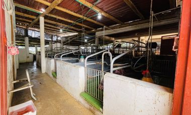 Venta de Finca productora en San Roque, Antioquia