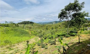 Venta de Finca productora en San Roque, Antioquia