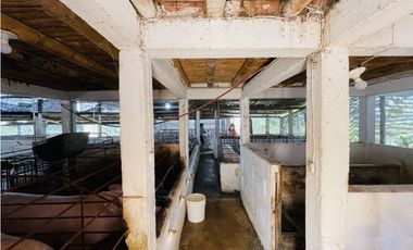 Venta de Finca productora en San Roque, Antioquia