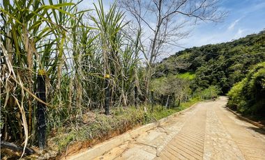 Venta de Finca productora en San Roque, Antioquia