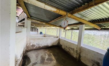 Venta de Finca productora en San Roque, Antioquia