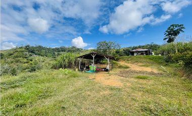 Se vende Finca productora en San Roque, Antioquia