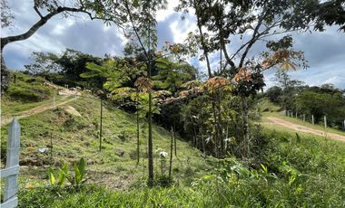 Se vende Finca productora en San Roque, Antioquia