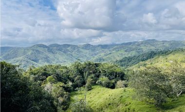 Se vende Finca productora en San Roque, Antioquia