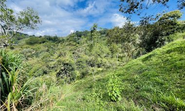 Se vende Finca productora en San Roque, Antioquia