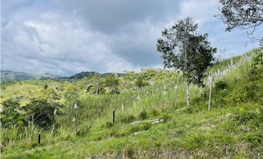 Se vende Finca productora en San Roque, Antioquia