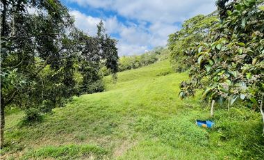 Se vende Finca productora en San Roque, Antioquia