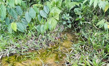 Se vende Finca productora en San Roque, Antioquia