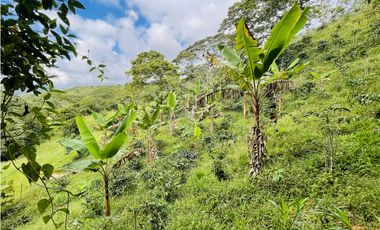 Se vende Finca productora en San Roque, Antioquia