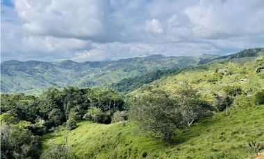 Se vende Finca productora en San Roque, Antioquia