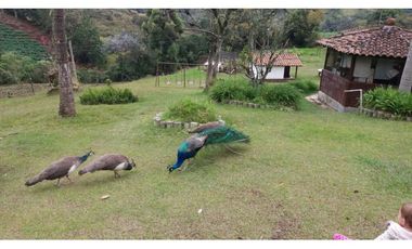 Finca en la union - Venta