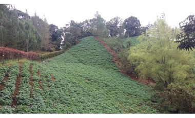 Finca en la union - Venta